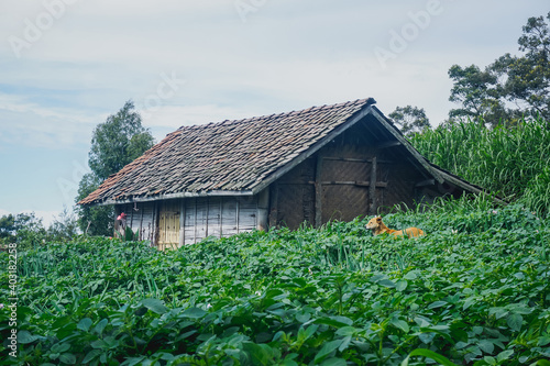 Old village house in Indonesia © Pavel