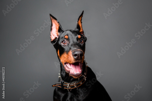 Doberman puppy portrait isolated on dark background.