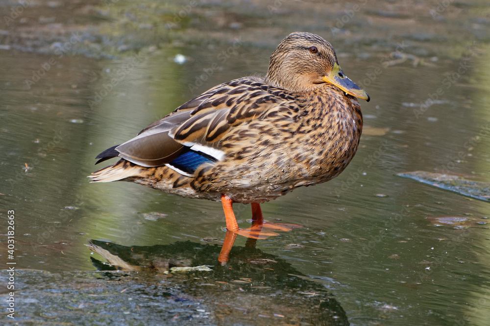 Ordinary duck day Ordinary duck day