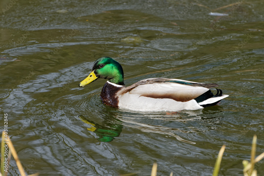 Obraz premium Ordinary duck day