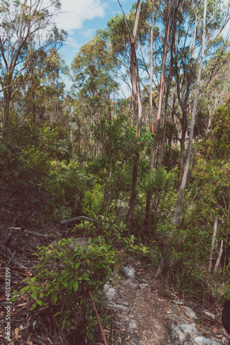 wild Tasmanian bush landscape during a hike to Fossil Cove