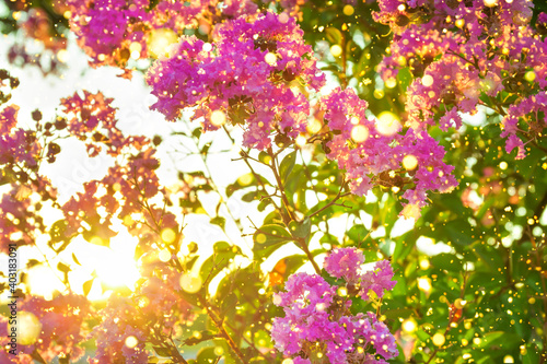 sun shines through flowering pink flowers on branches bush