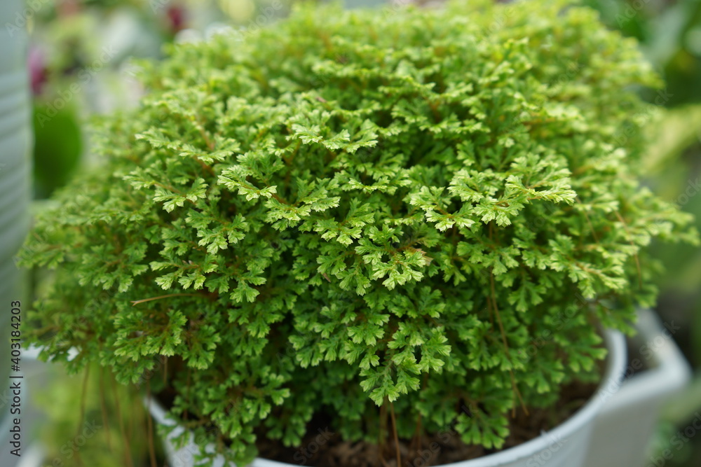 parsley in a pot parsley in a pot