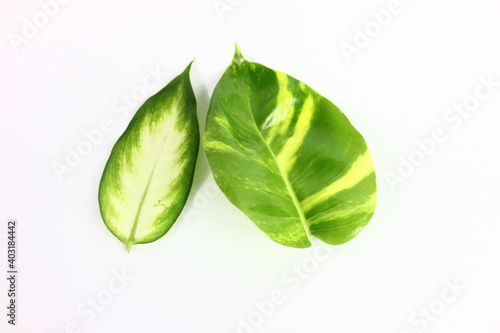 decorative leaf vegetation in white background