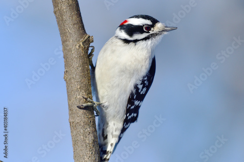A downy woodpecker on a tree