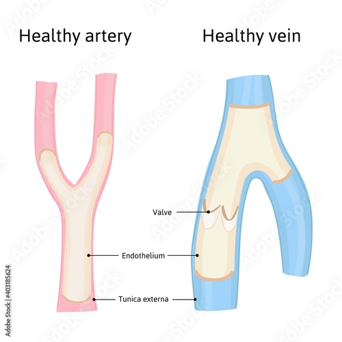 Medical structure healthy artery and vein with valva. Detailed vector illustration isolated on white background