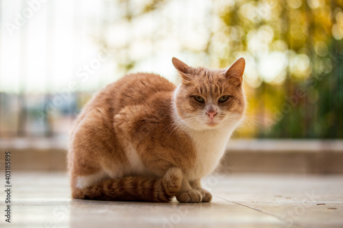 yellow cute cat looking around. looking at camera and feeding cat food