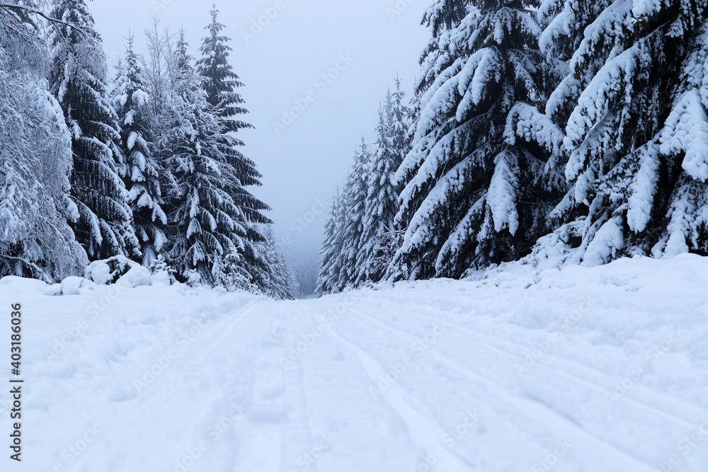 Fototapeta premium snowy path for cross-country skiers