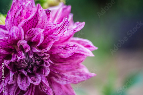 Purple Dahlia