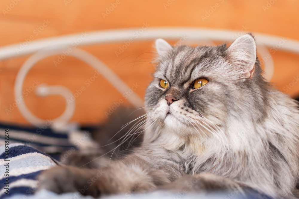 A fluffy Scottish cat with orange eyes lies on the bed and looks away. A sleepy, serious look. Portrait of a pet. Muzzle of a fluffy kitten. Lunch nap time. Beautiful domestic purebred cat.