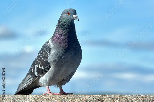 Pigeon on a rock against a blue sky
