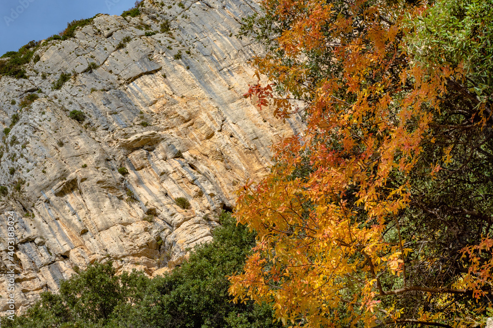 Golden colors in the vineyards of the south of France as harvesting season begins at the winery Golden colors in the vineyards of the south of France as harvesting season begins at the winery
