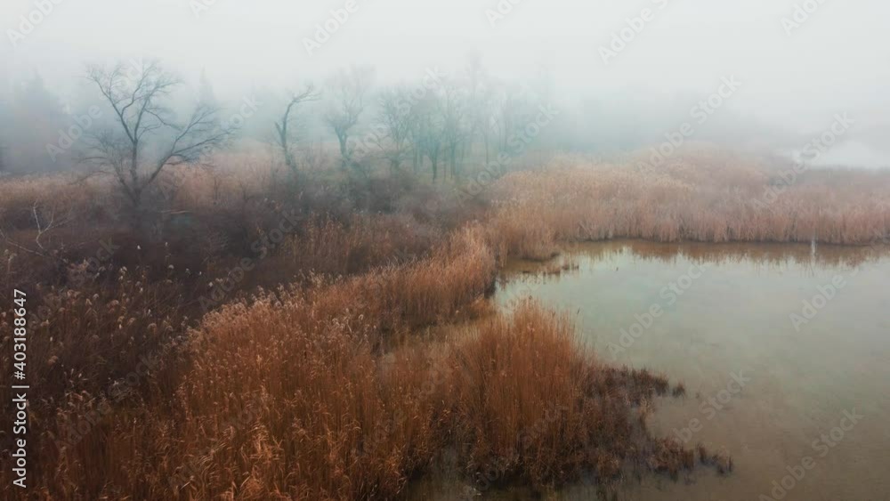Golden tones Pampa grass inside the mist Drone View Golden tones Pampa grass inside the mist Drone View