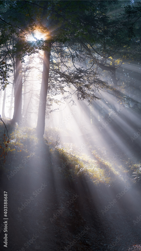Forest With Light Rays Shining With Fog