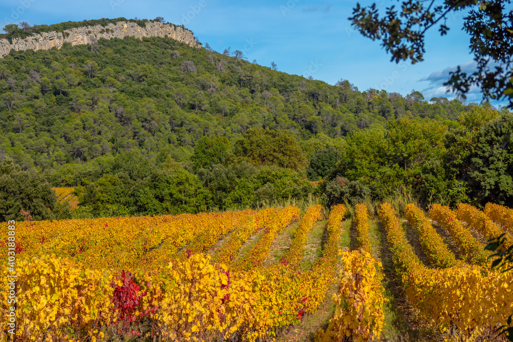 Golden colors in the vineyards of the south of France as harvesting season begins at the winery