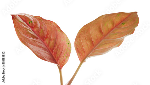 Aglaonema foliage, Pink aglaonema leaves, Exotic tropical leaf, isolated on white background with clipping path 