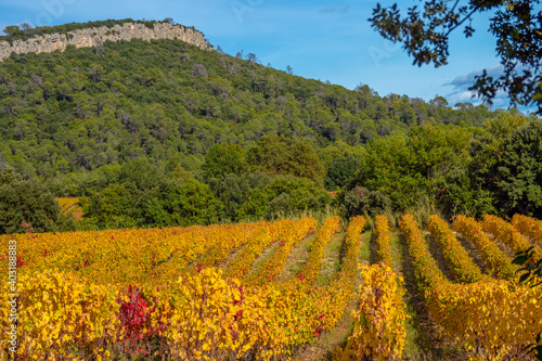 Golden colors in the vineyards of the south of France as harvesting season begins at the winery