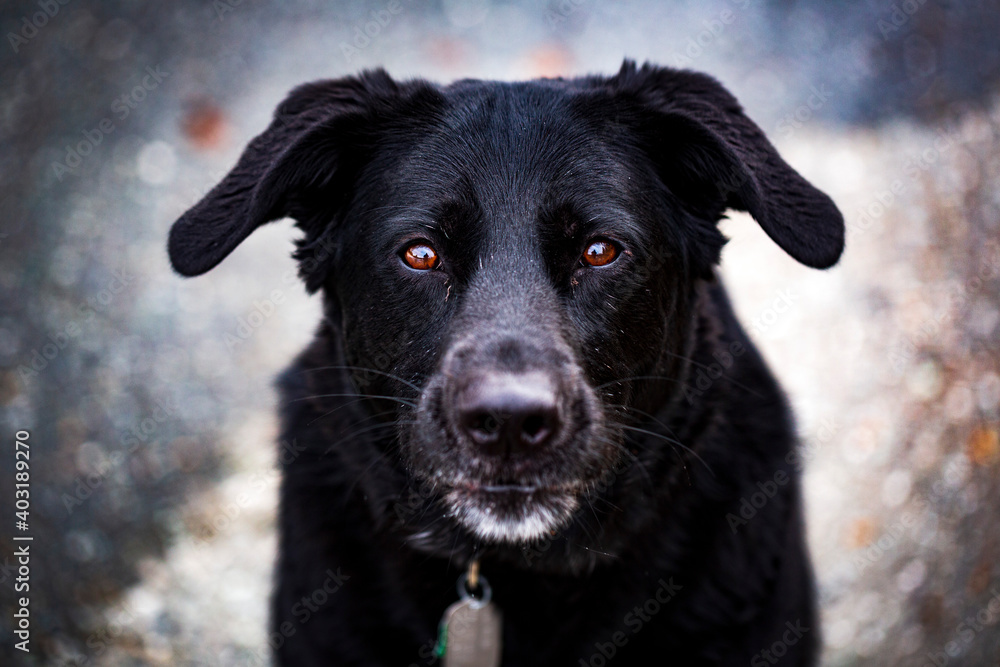 Black German Shepherd dog with brown eyes portrait. Black German Shepherd dog with brown eyes portrait.