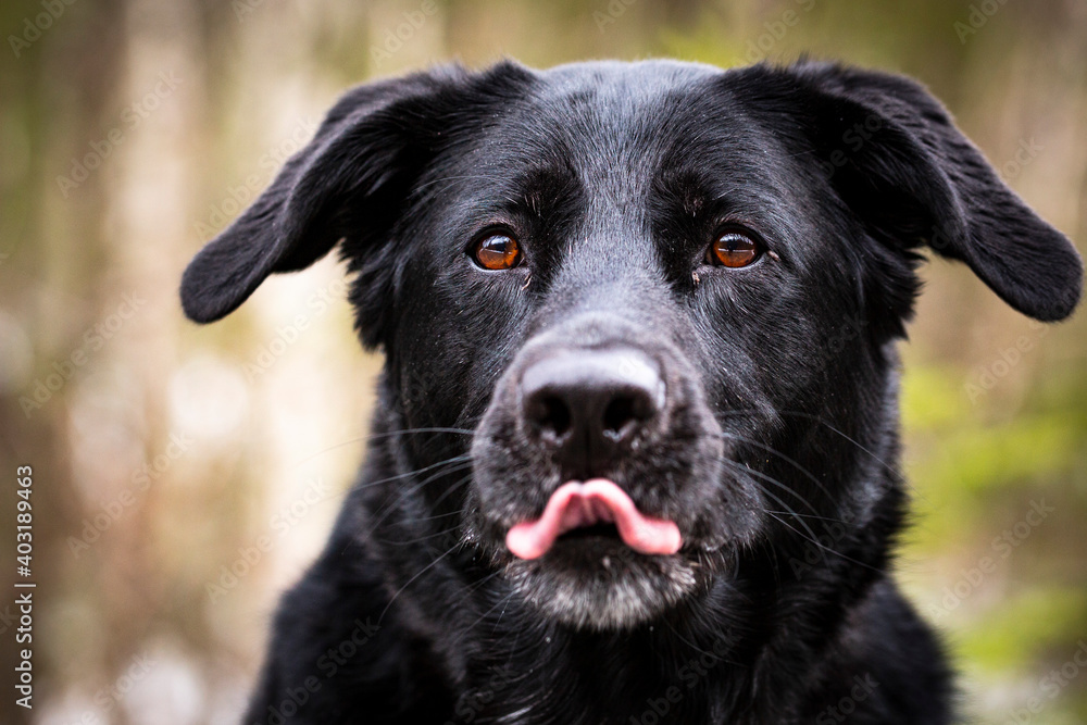 Black German Shepherd dog with brown eyes portrait. Black German Shepherd dog with brown eyes portrait.