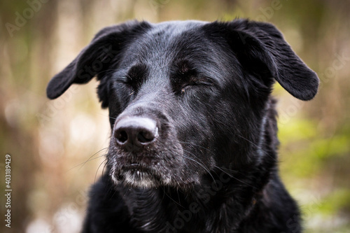Black German Shepherd dog with eyes closed portrait.