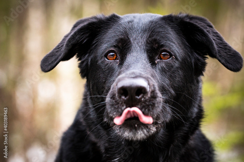 Black German Shepherd dog with brown eyes portrait.