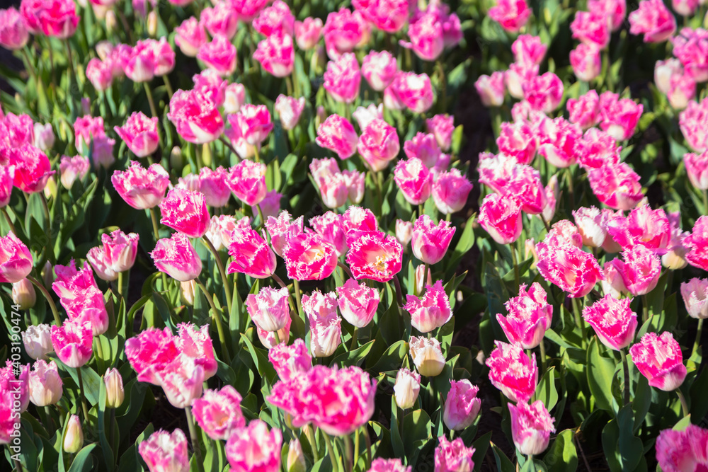 Blooming tulip flowers fields. Blooming tulip flowers fields.