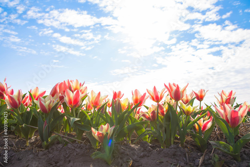 Blooming tulip flowers fields.