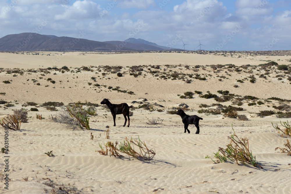 Capre nel deserto, Fuerteventura