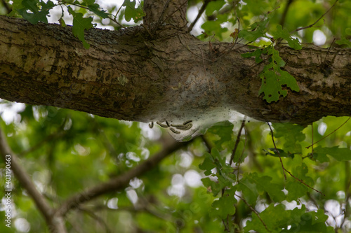 eikenprocessierups (Thaumetopoea processionea) photo