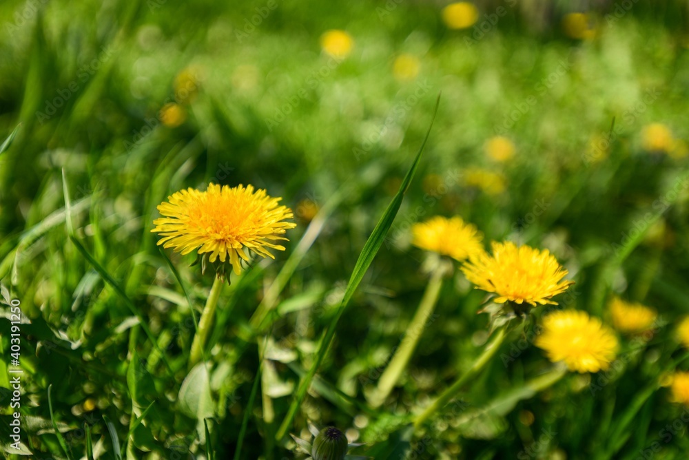 yellow dandelions grow on a green field, the background is softly blurred yellow dandelions grow on a green field, the background is softly blurred