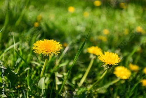 yellow dandelions grow on a green field, the background is softly blurred