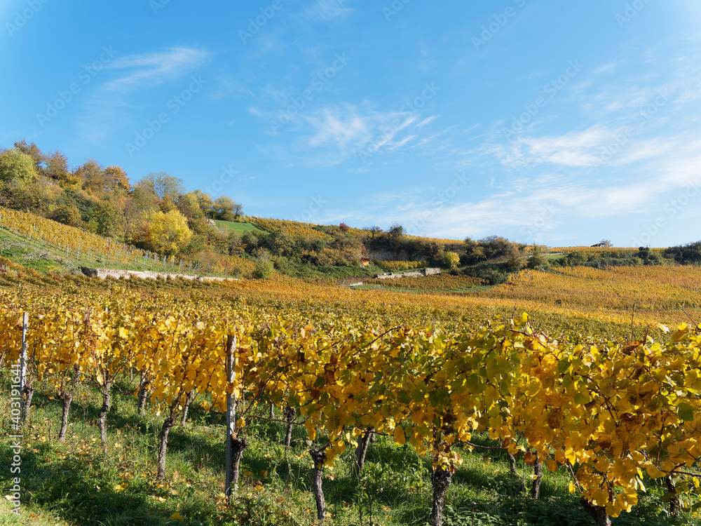 Istein zwischen Reben und Rhein. Landschaft mit Weinbergen im Herbst am Fuße von Kalksteinfelsen und Isteiner Klotz