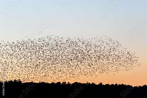 Sunset with a large flock of Jackdaws