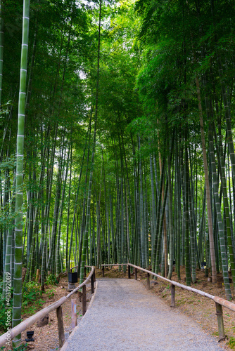 京都 高台寺の竹林