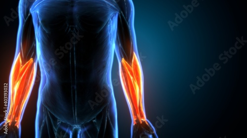 Tableau sur toile 3d illustration of human body forearms anatomy