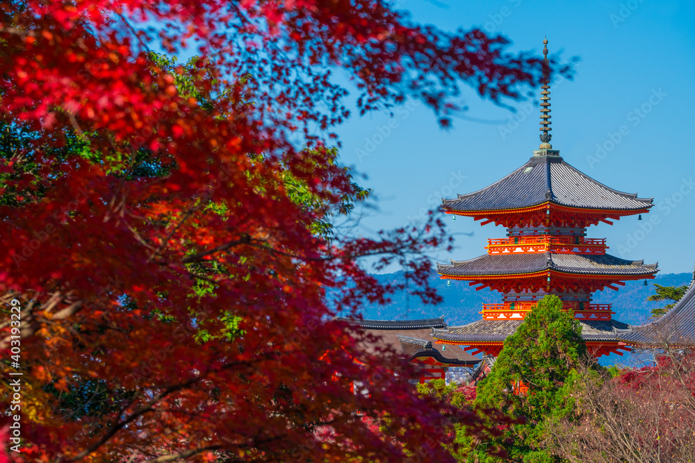 Obraz premium 京都 清水寺の三重塔と紅葉 