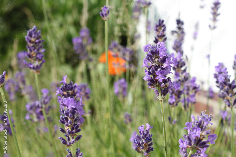 lavender flowers in the garden