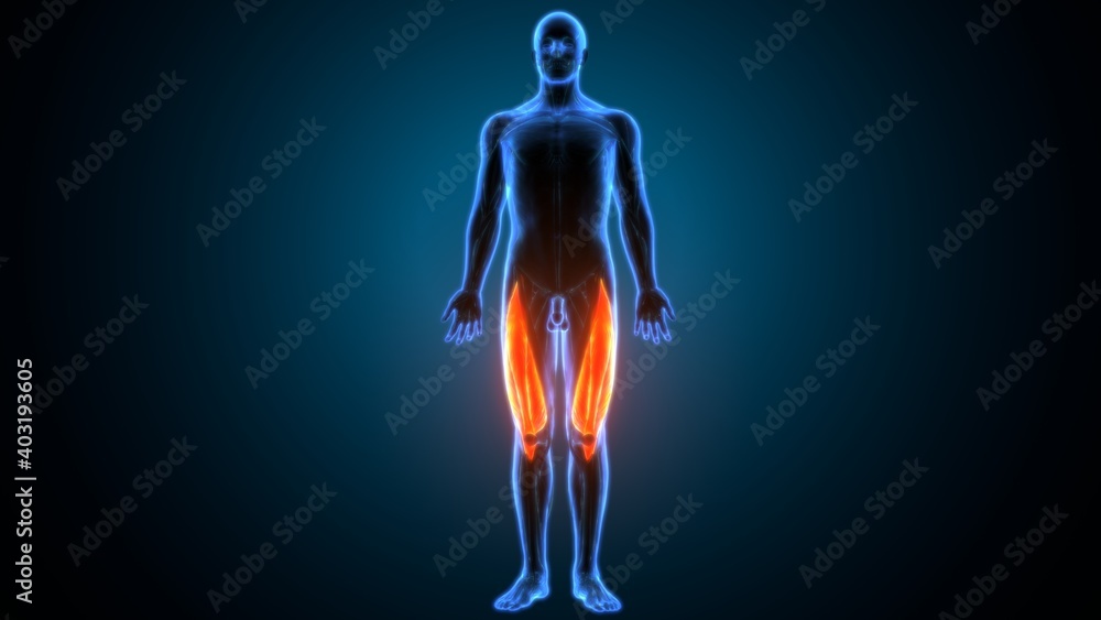 3d illustration of muscle anatomy semimembranosus
3d illustration of muscle anatomy semimembranosus