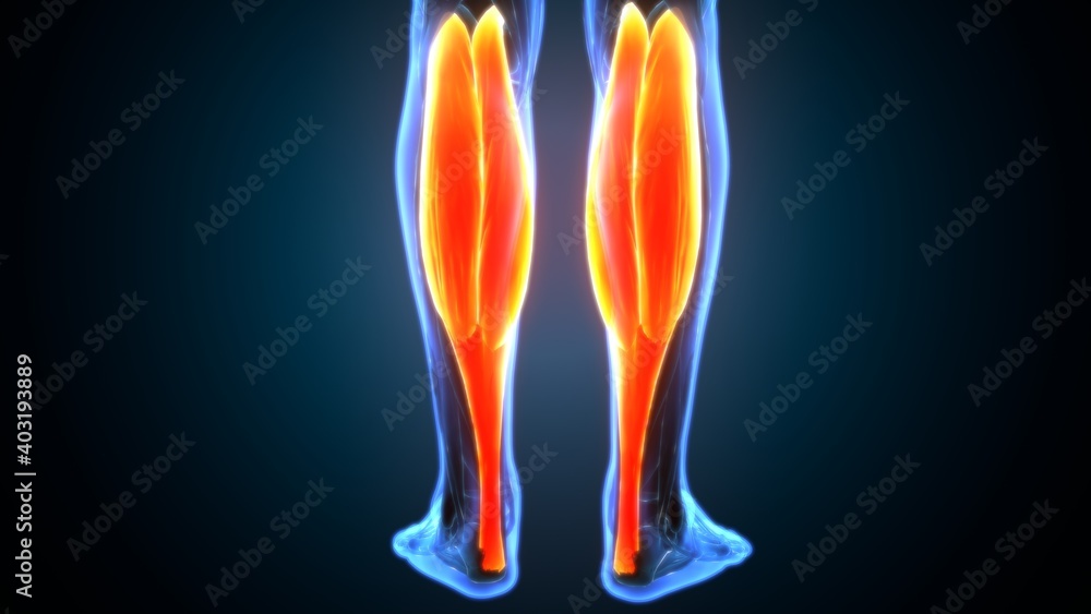 3d illustration of human body gastrocnemius muscle anatomy 3d illustration of human body gastrocnemius muscle anatomy