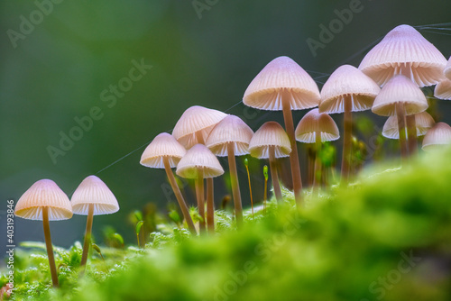 mushroom in the grass