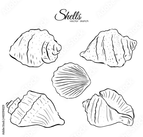 Set of five hand drawn shells on white background. Sketch line design