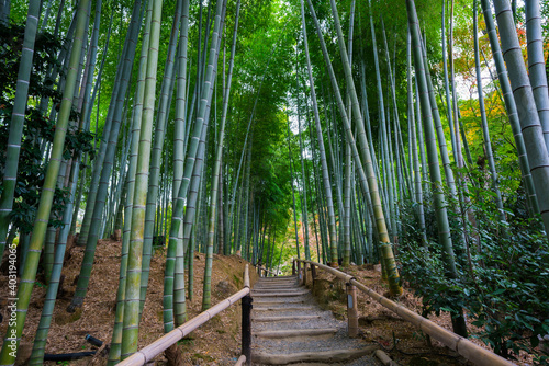 京都 高台寺の竹林
