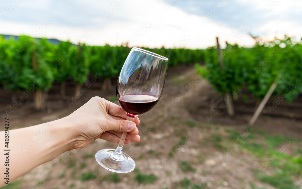 Red wine swiveling in a glass. Shrubs grapes before harvest. Hand holding glass of red wine against vineyard in rural landscape background during sunset. Autumn is harvest time. Wine production.