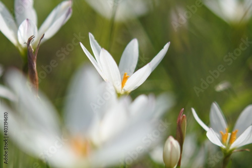 White rain lilies are flowering in a bright sun shine.