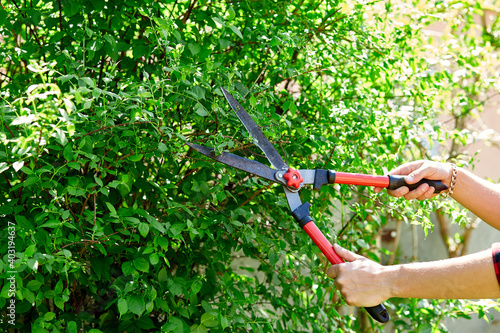 Man hands cuts branches of bushes with hand pruning scissors. Gardener trimming and landscaping green bushes. Concept of caring and beauty for the garden. Gardener trimming plants, topiary work..