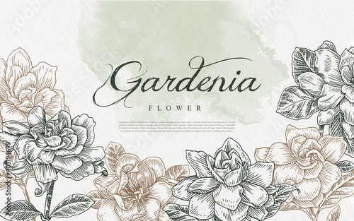 seamless gardenia flower line art illustration hand drawn