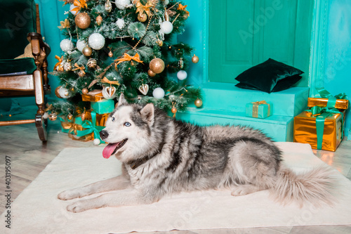 Husky lies on the carpet against the background of a Christmas tree and gifts.
