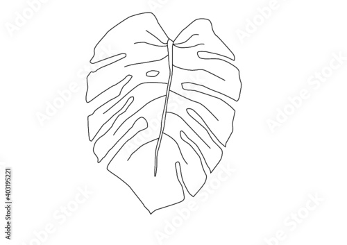 Monstera Leaf 