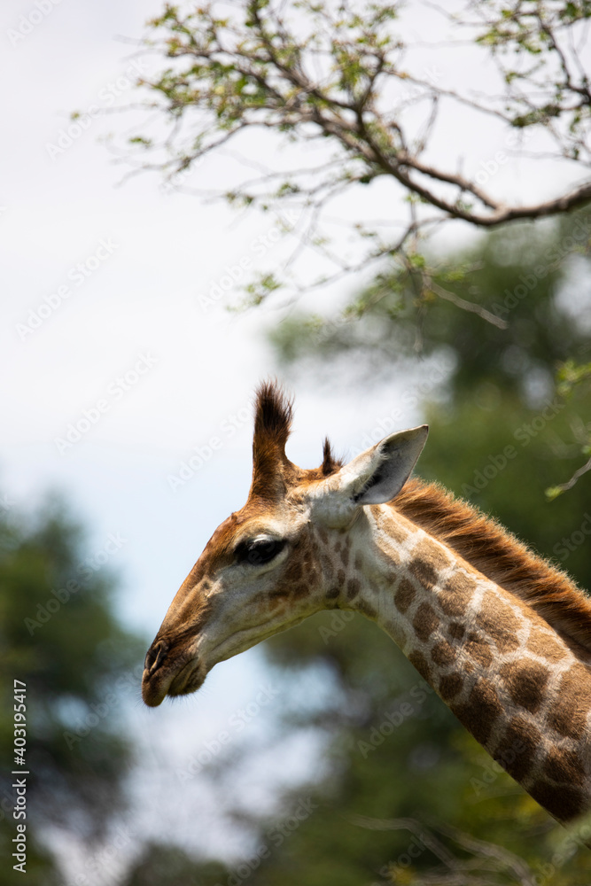 Obraz premium giraffe in the wild