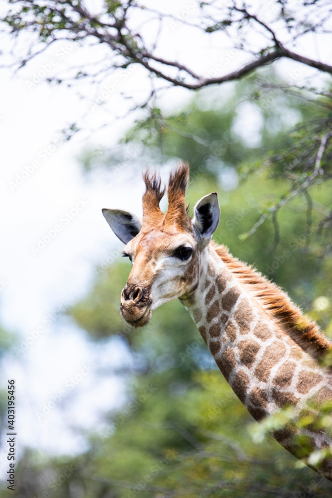 Fototapeta premium young giraffe calf